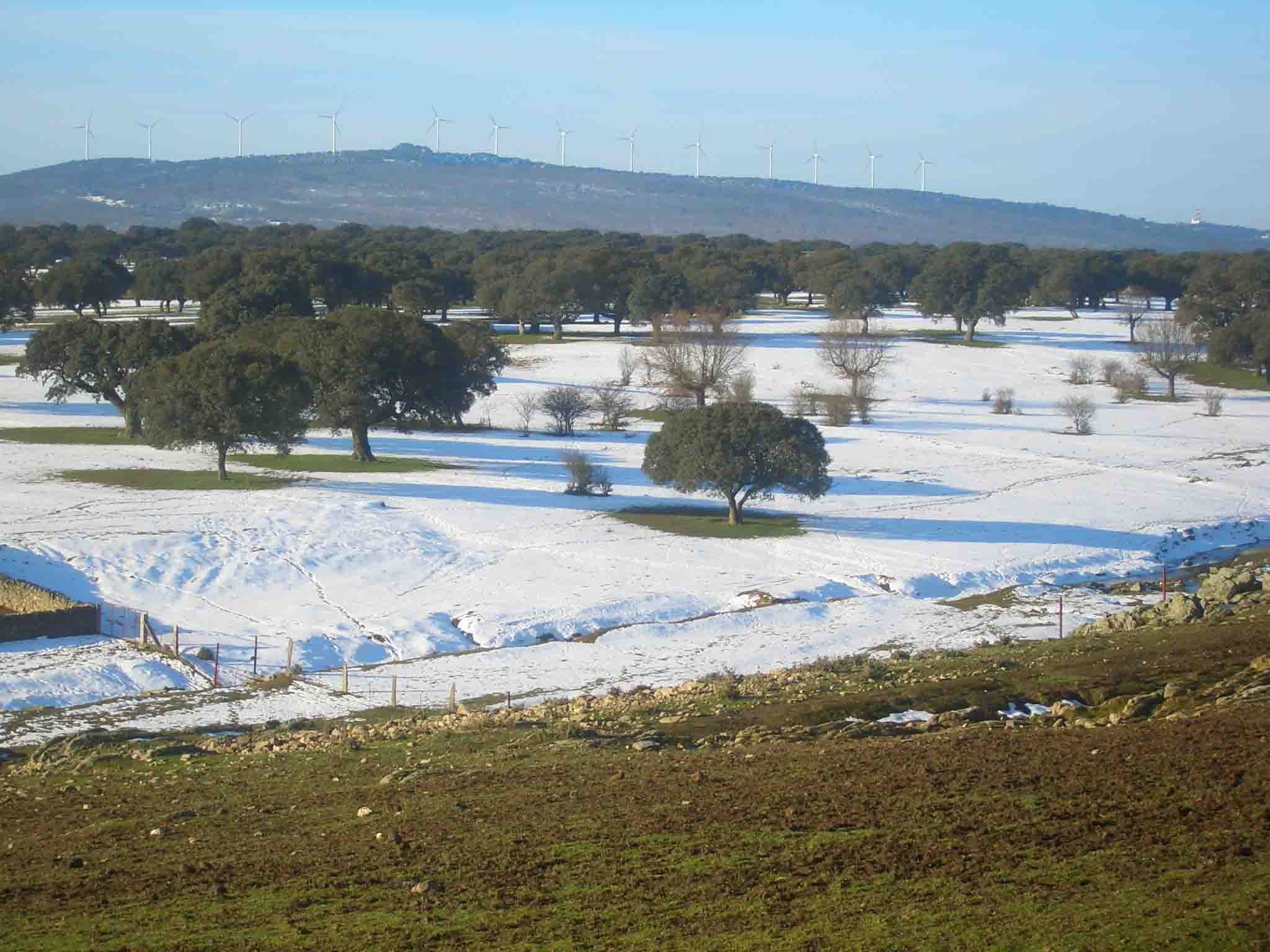 Dehesa nevada en la Finca Calzadilla de Mendigos