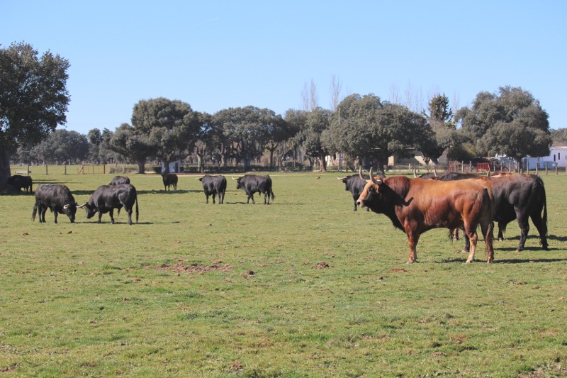 Manada de toros bravos pastando en la dehesa de Linejo