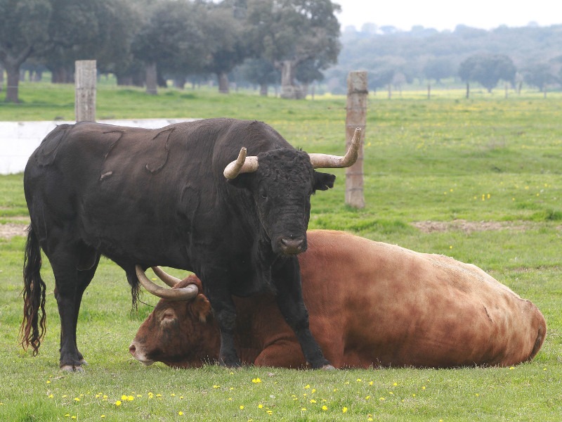 Toro bravo de la Ganadería Montalvo en el campo