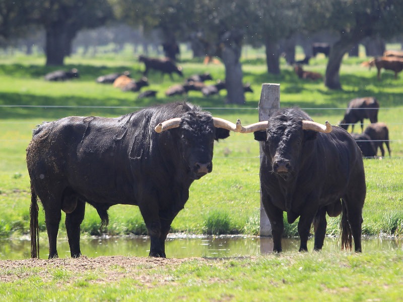 Toros bravos en el abrevadero