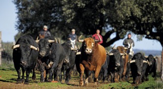 Vaqueros a caballo conduciendo a los toros bravos por el corredero