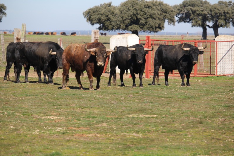 Toros bravos de encaste Zalduendo en Salamanca