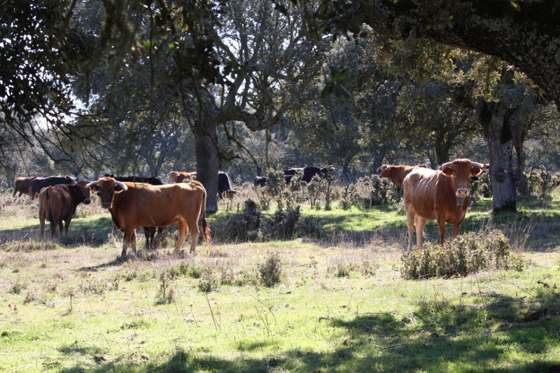 Vacas bravas bajo las encinas de la dehesa